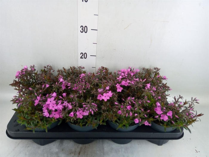 <h4>Phlox sub. 'Fabulous Rose'</h4>