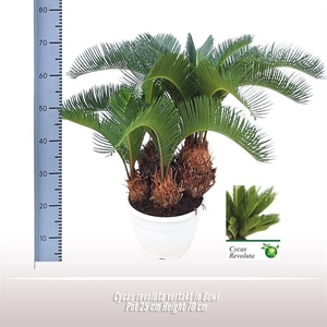 CYCAS REVOLUTA