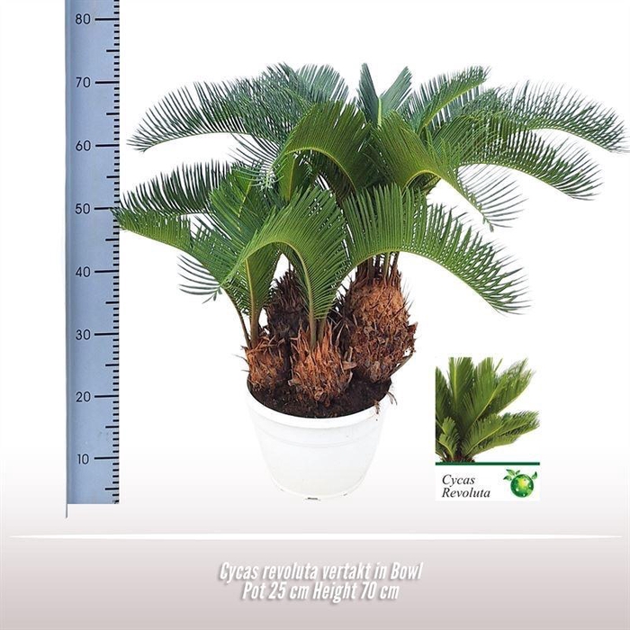 <h4>CYCAS REVOLUTA</h4>