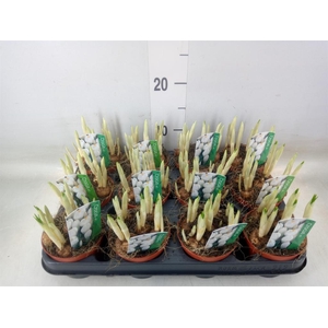 Crocus vernus 'Jeanne d'Arc'