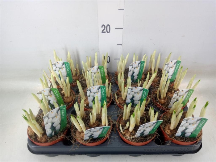 <h4>Crocus vernus 'Jeanne d'Arc'</h4>