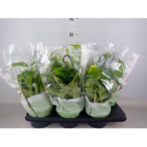 Epipremnum pinn.   HG