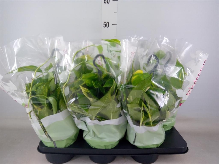 <h4>Epipremnum pinn.   HG</h4>