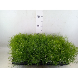 Gypsophila muralis 'Fleur White'