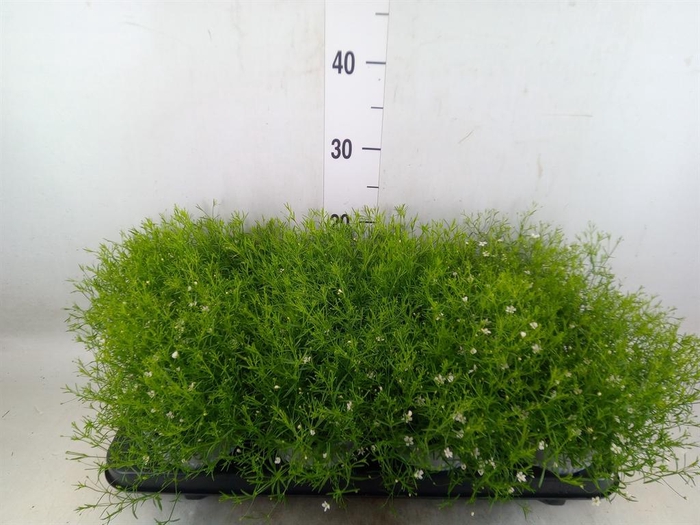 <h4>Gypsophila muralis 'Fleur White'</h4>