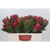 Protea Brenda