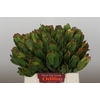 Leucadendron Laurel Yellow