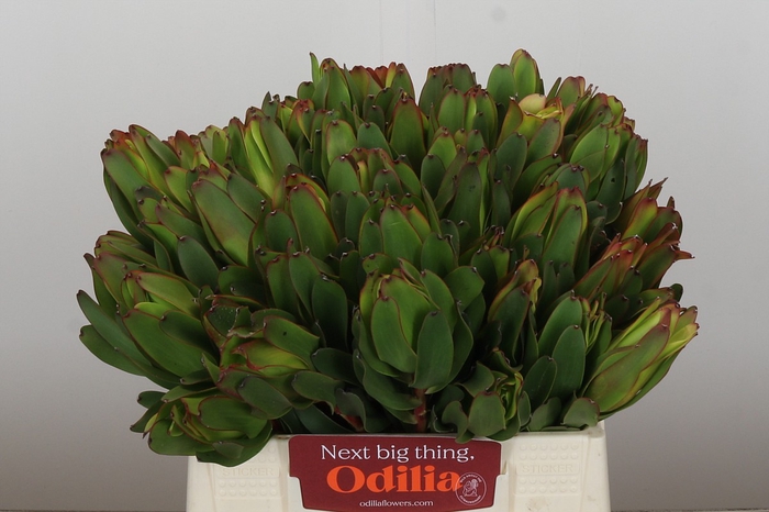 Leucadendron Laurel Yellow