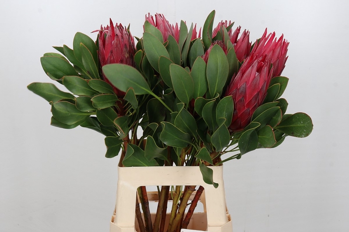 <h4>Protea Cynaroides Madiba</h4>