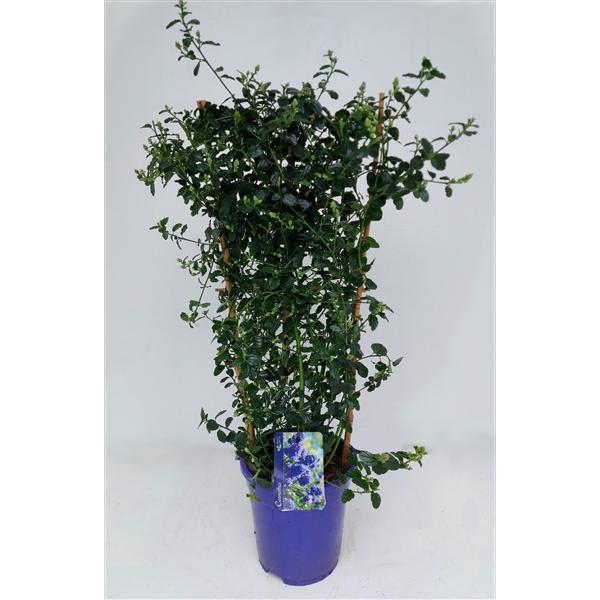 <h4>Ceanothus thyrsiflorus var. repens</h4>