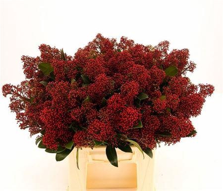 <h4>Skim J Rubella Bs 40cm</h4>