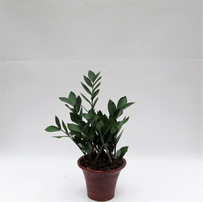 <h4>Zamioculcas in hosta small bruin</h4>