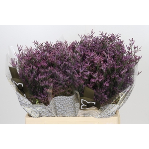 Limonium ov Piuma Sky