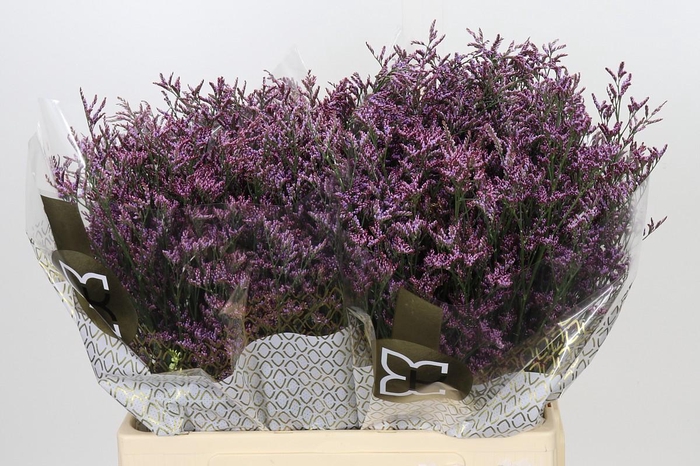 <h4>Limonium ov Piuma Sky</h4>