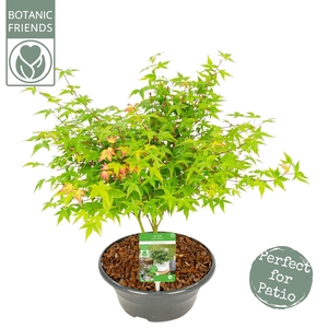 Acer palmatum Little Princess