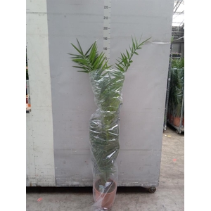 Phoenix canariensis
