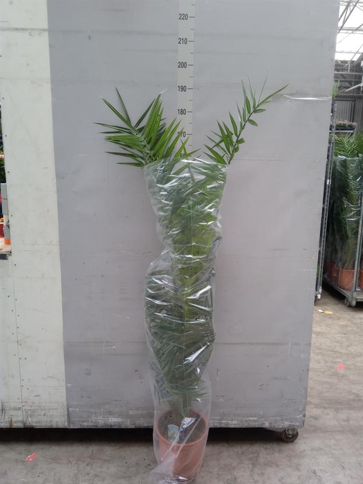 <h4>Phoenix canariensis</h4>