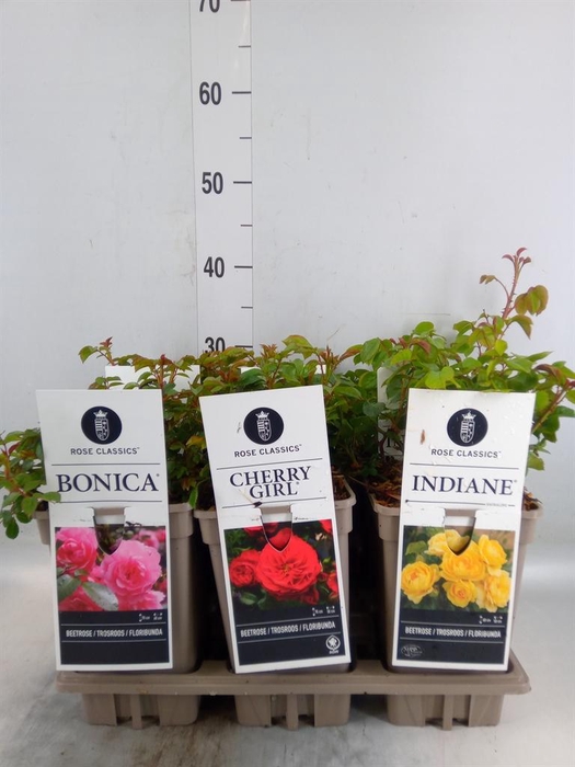 <h4>Rosa FL  ...</h4>