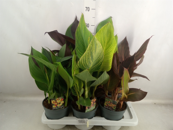 <h4>Canna   ...not flowering</h4>
