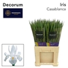 Iris Casablanca