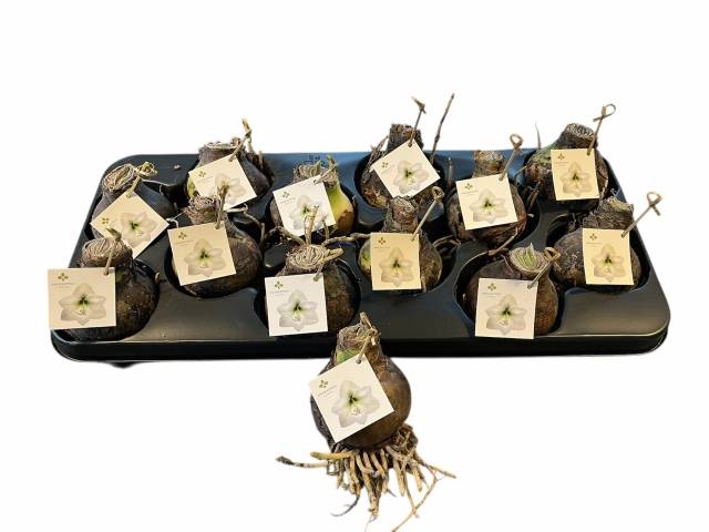 <h4>BULB HIPPEASTRUM WHITE</h4>