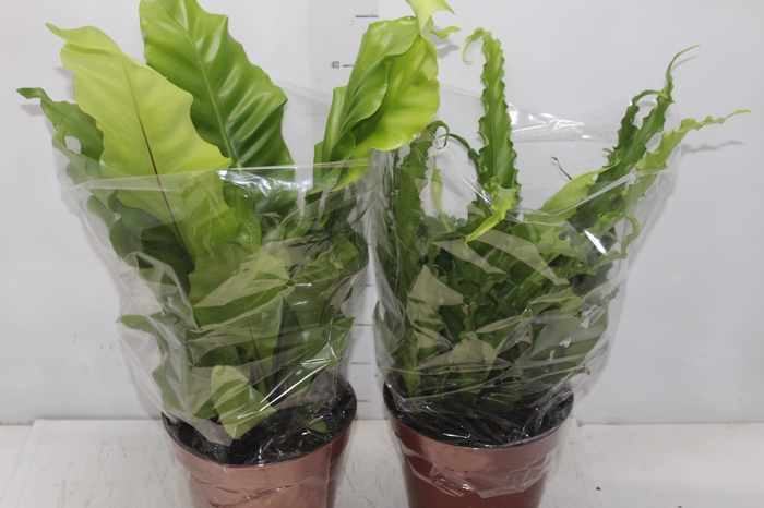 <h4>ASPLENIUM VARIADO P19</h4>