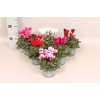 Cyclamen Super Serie Divers