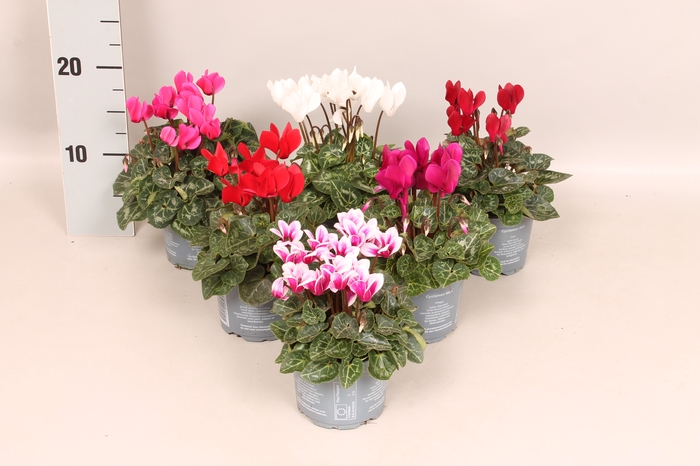 Cyclamen Super Serie Divers