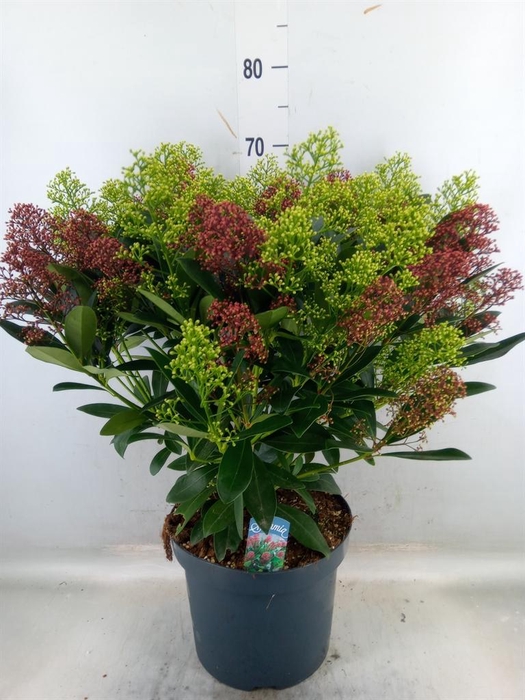 <h4>Skimmia jap.</h4>