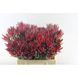 Leucad Sal Blush Single