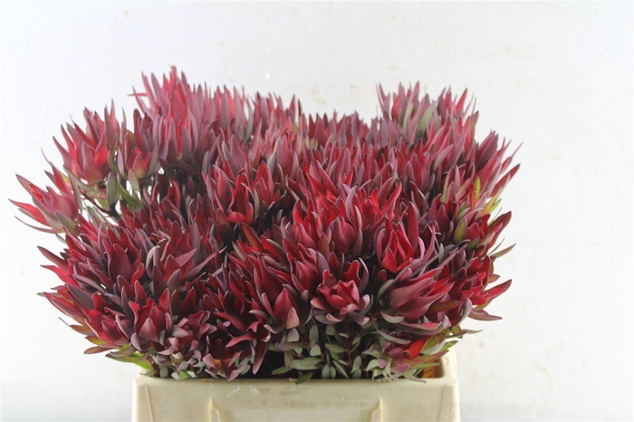 <h4>Leucad Sal Blush Single</h4>