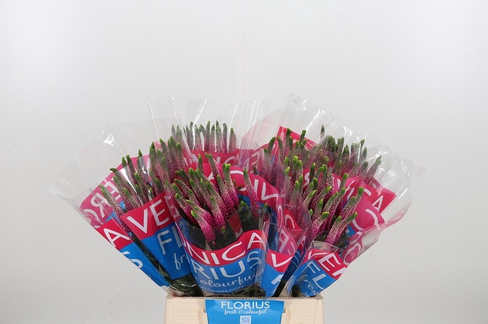 <h4>Veron Smart Artist</h4>