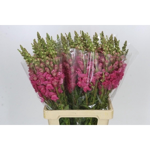 Antirrhinum Potomac Cherry Pink