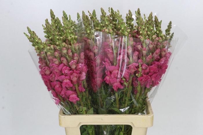 <h4>Antirrhinum Potomac Cherry Pink</h4>