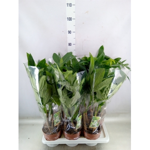 Pachira aquatica