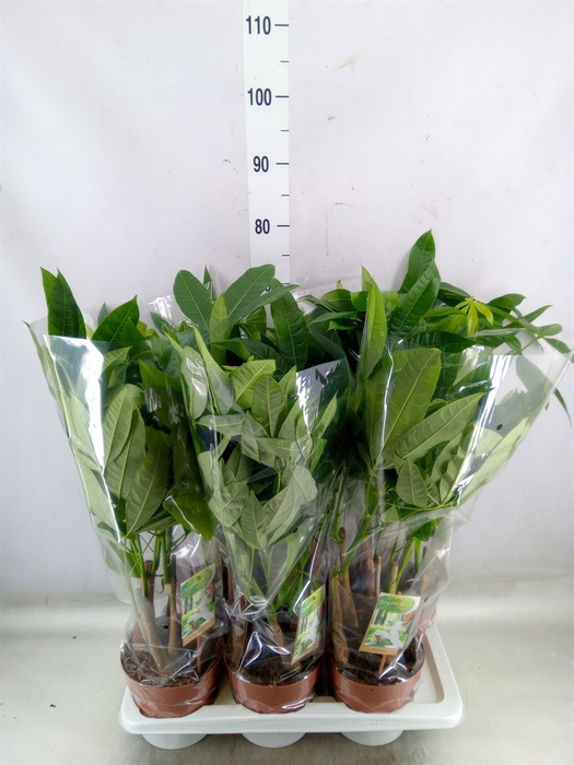 <h4>Pachira aquatica</h4>