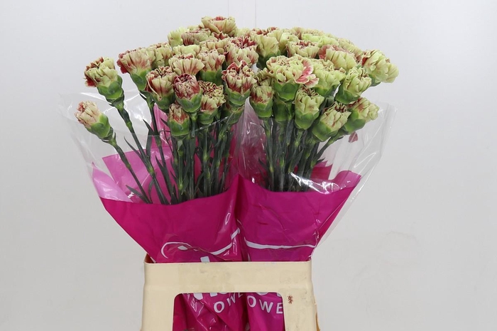 <h4>Dianthus St Wine</h4>