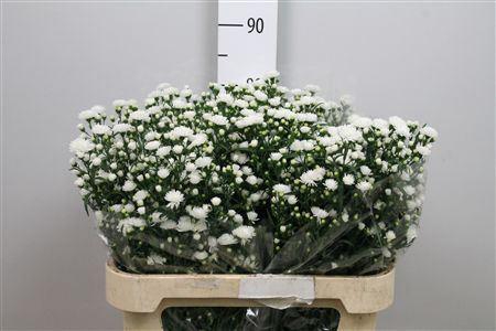 <h4>Aster  'Pretty Wendy'</h4>
