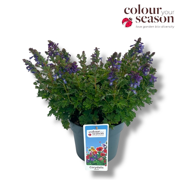 <h4>Corydalis Calycosa</h4>