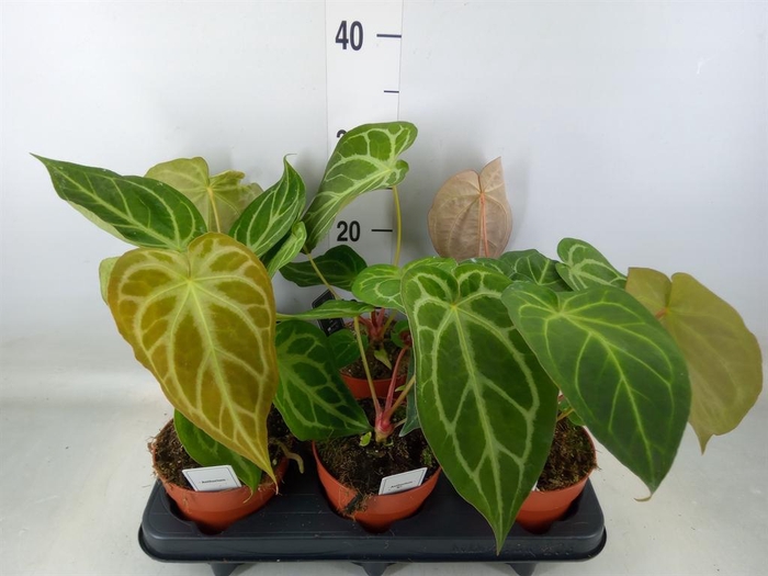 <h4>Anthurium   ...</h4>