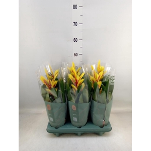 Vriesea  'Intenso Yellow Flame'