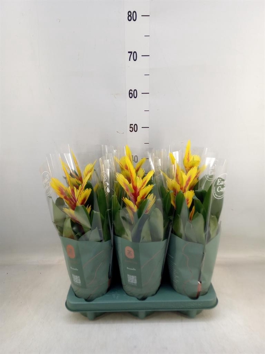 <h4>Vriesea  'Intenso Yellow Flame'</h4>