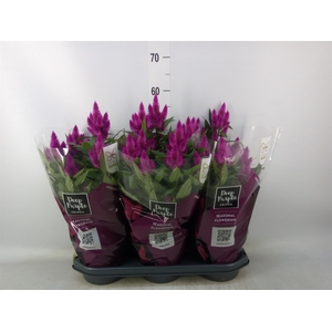 Celosia spic. 'Deep Purple'