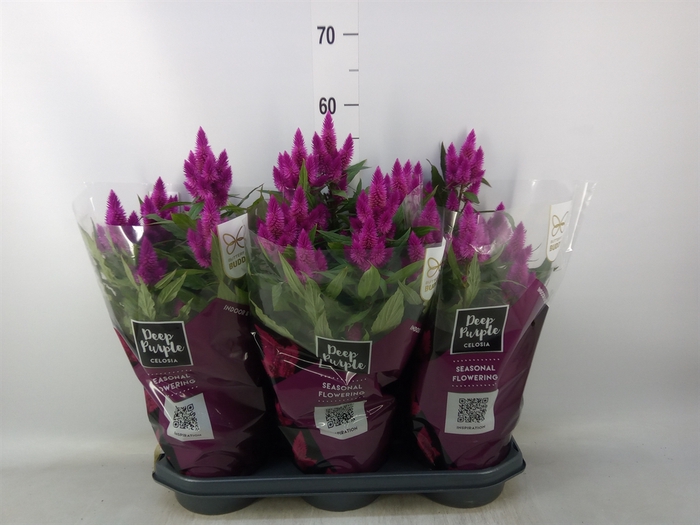 <h4>Celosia spic. 'Deep Purple'</h4>