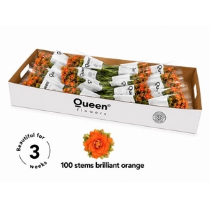Kalanchoe orange