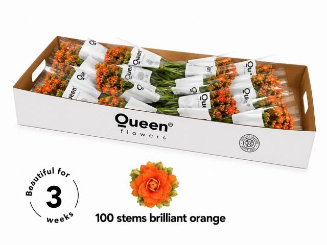 <h4>Kalanchoe orange</h4>