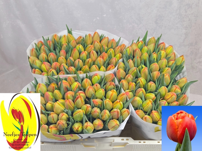 <h4>TU DU ICOON</h4>