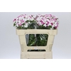 Dianthus Br Amazon Rose Magic
