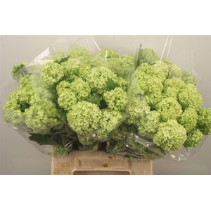 Viburnum Roseum St 2+