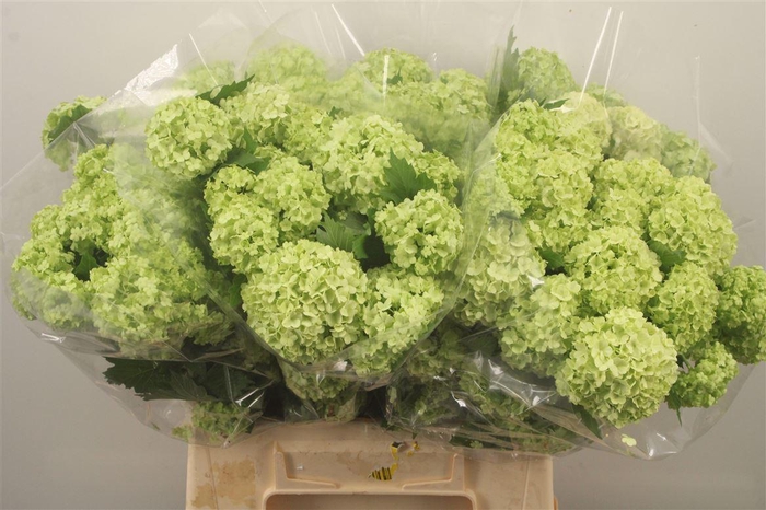 <h4>Viburnum Roseum St 2+</h4>